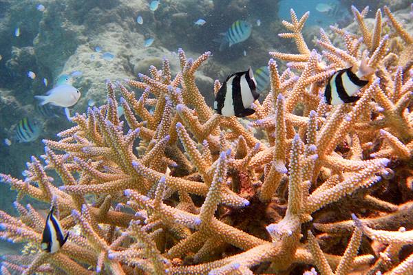Snorkelling at Olhuveli 