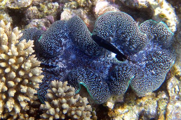 Snorkelling off Olhuveli 