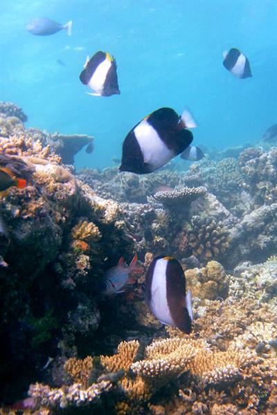 Snorkelling off Olhuveli 