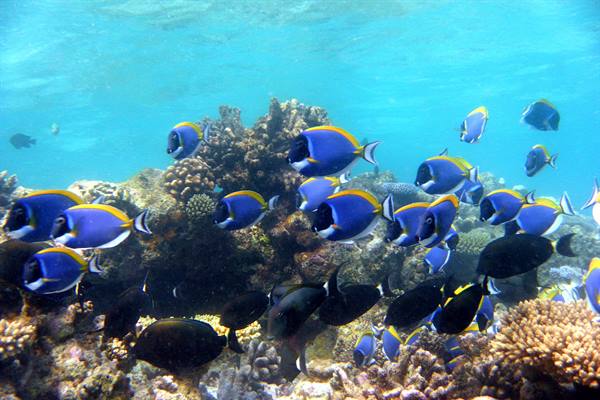 Snorkelling off Olhuveli 