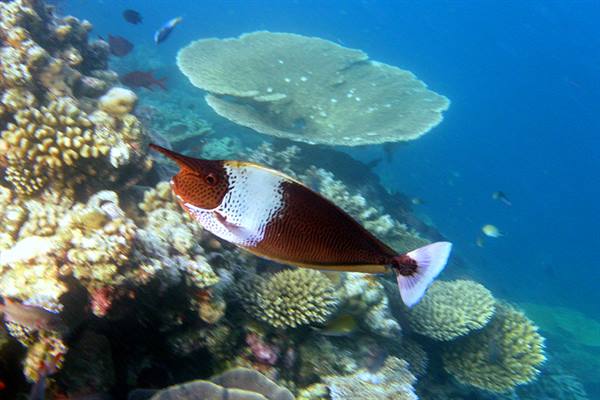 Snorkelling off Olhuveli 