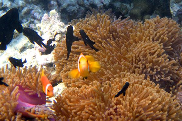 Snorkelling off Olhuveli 
