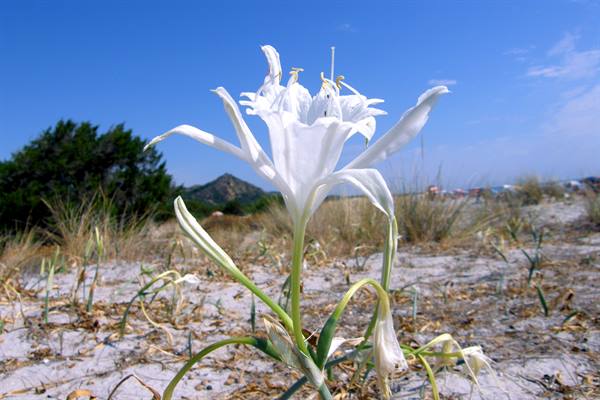 Cala Berchida