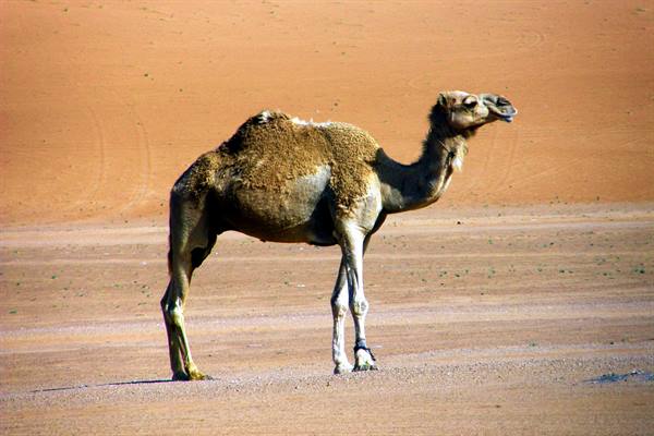 Wahiba Sands