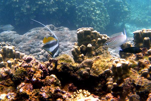 Daymaniyat Islands