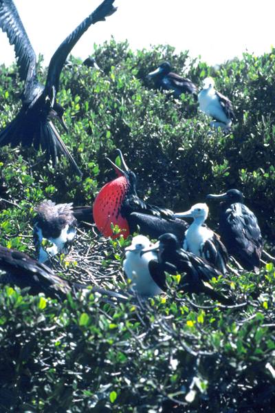 Nature Reserve of the Frigate Bird