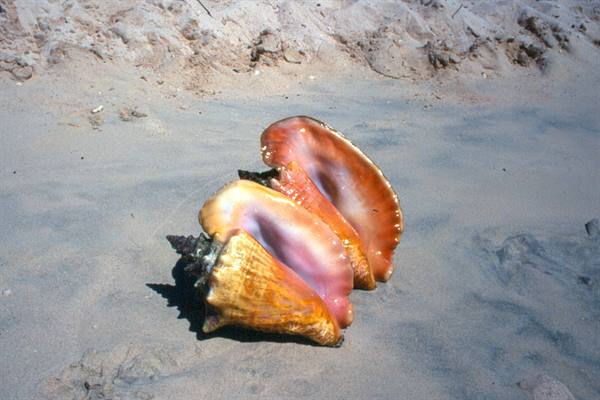 Giant conches at Spanish Point