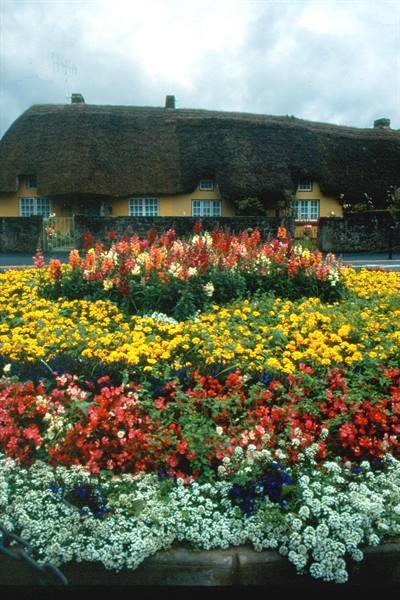 Adare