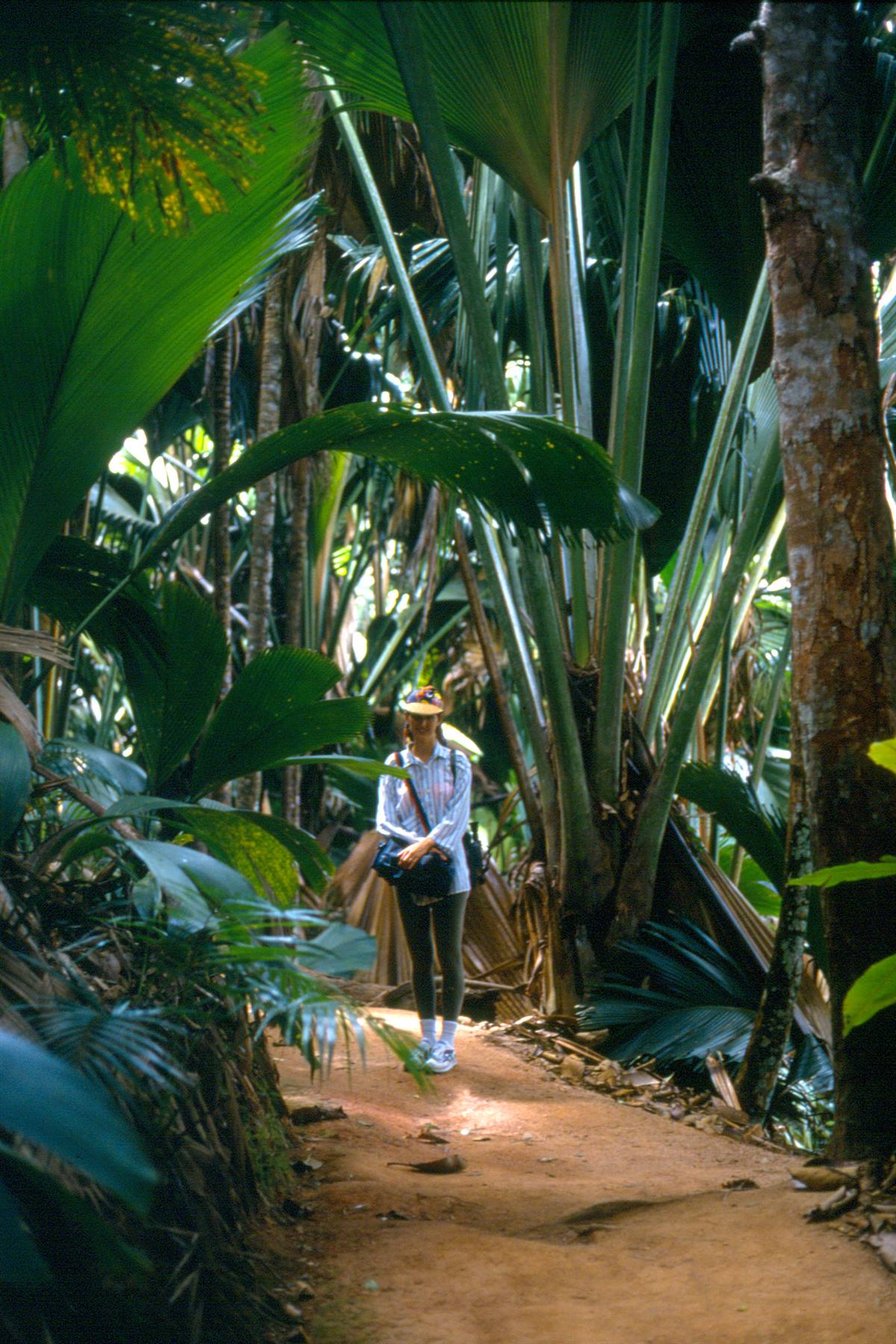 Vallée de Mai