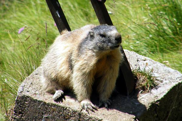 Marmot on the Grossglockner