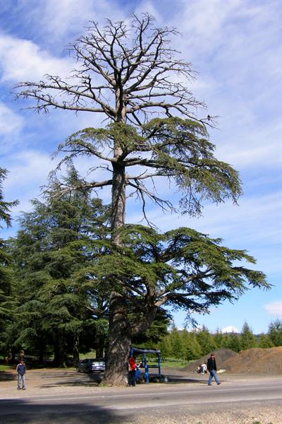 Azrou (Atlas) - Cedar