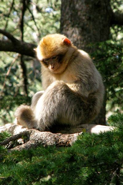 Azrou (Atlas) - Barbary macaque