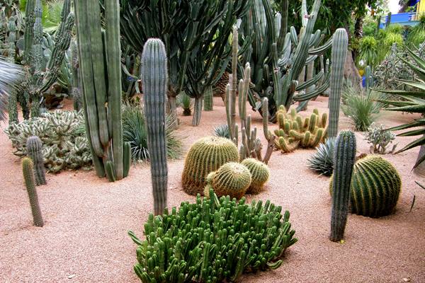 Marrakech - Majorelle Gardens