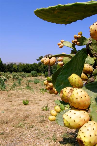Fontane Bianche: Prickly pears
