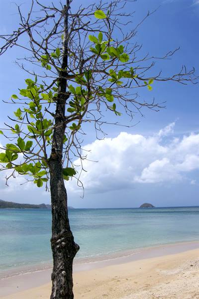 Anse des Raisiniers