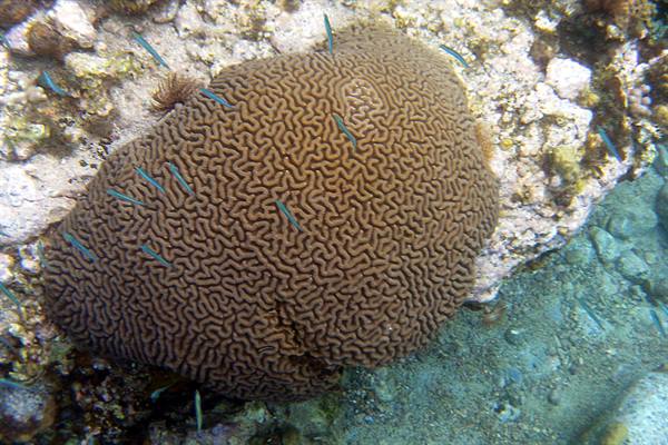 Anse Dufour