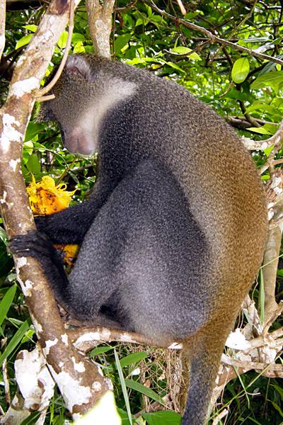 Jozani Forest