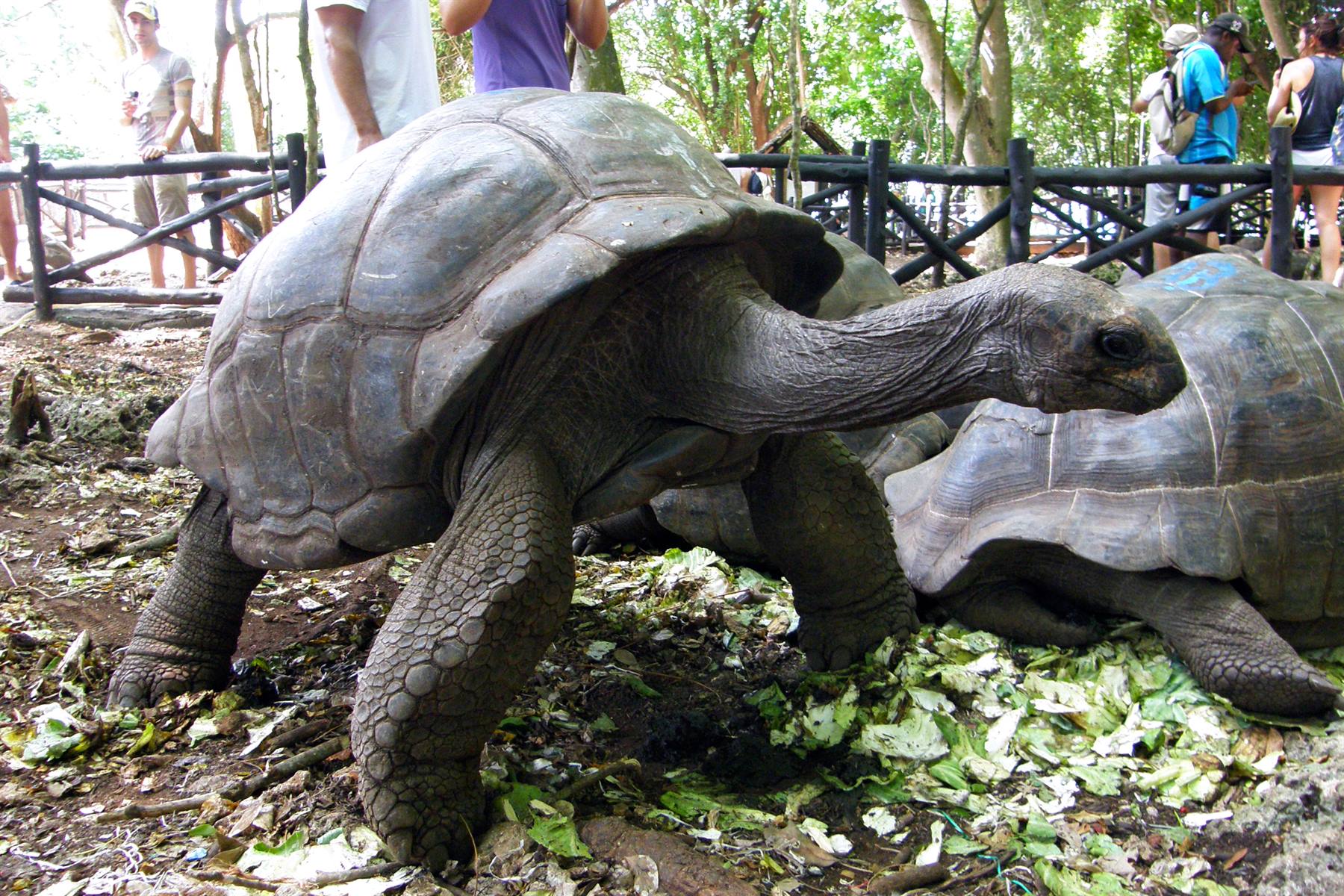 Prison Island - 191-year-old tortoise