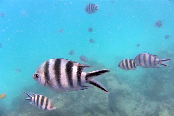 Mnemba Atoll