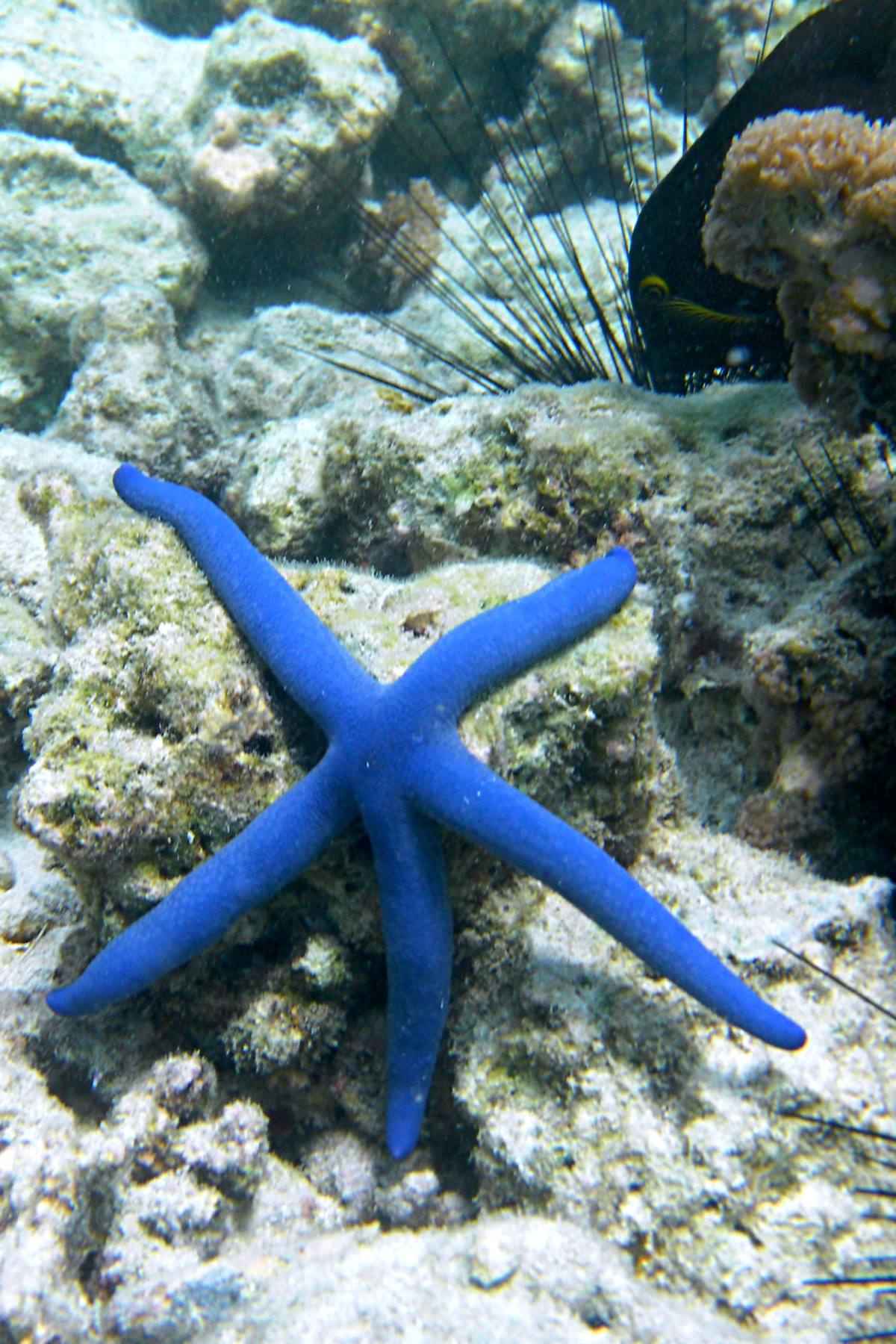 Atollo di Mnemba