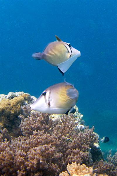 Mnemba Atoll