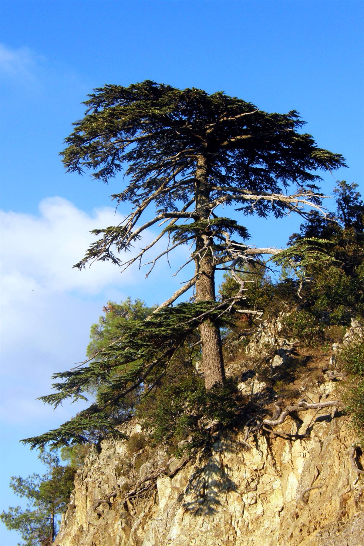 Troodos Mountains - Cedar Forest