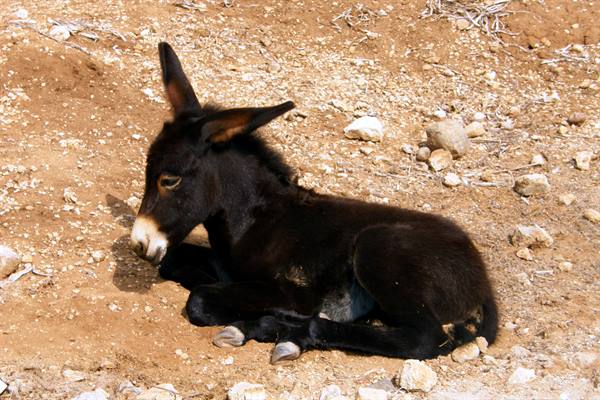 Wild donkey in the Karpaz Peninsula