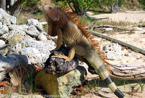 Iguana at Morningstar Bay