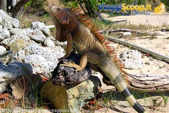 Iguana at Morningstar Bay