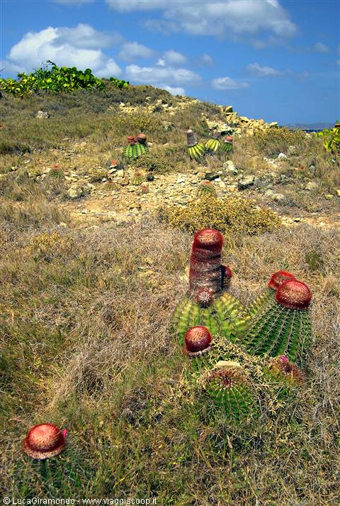 Drunk Bay: some Cactus Intortus