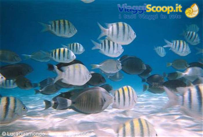 The seabed at Coki Beach