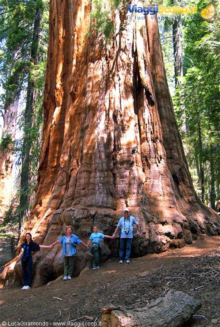 Sequoia N.P. - The President