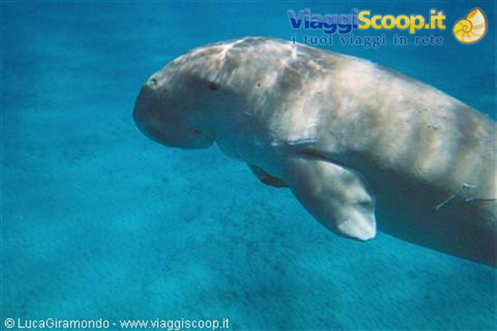 Abu Dabbab - dugong