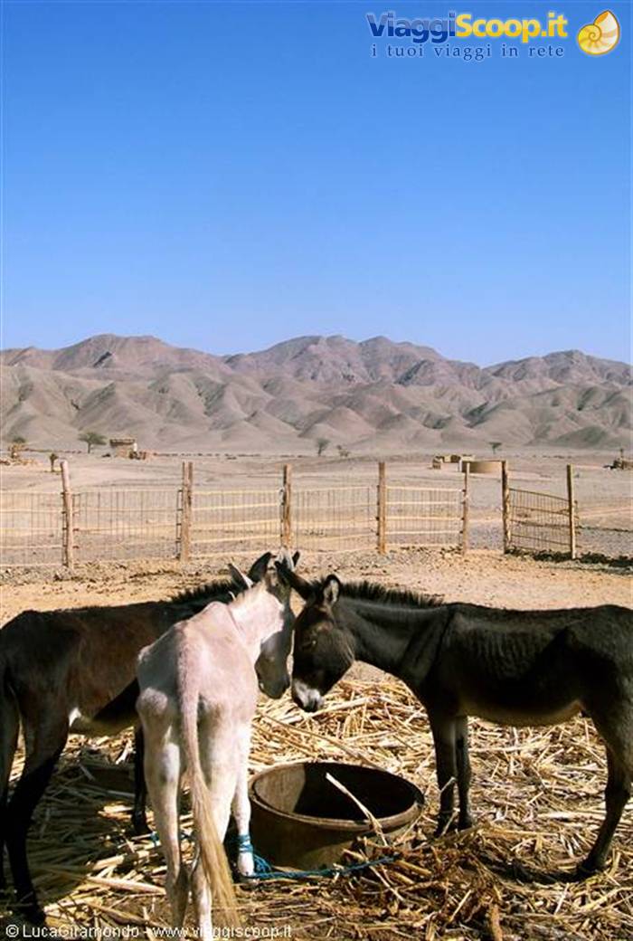Eastern Desert