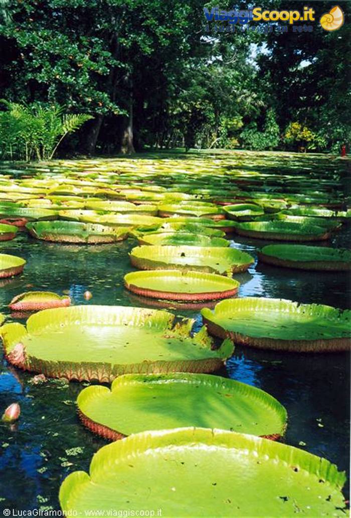 Pamplemousses Gardens