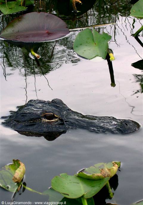 Everglades