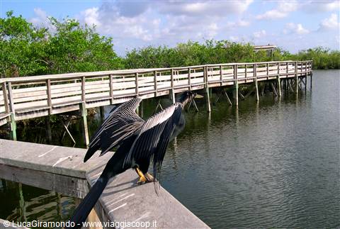 Everglades