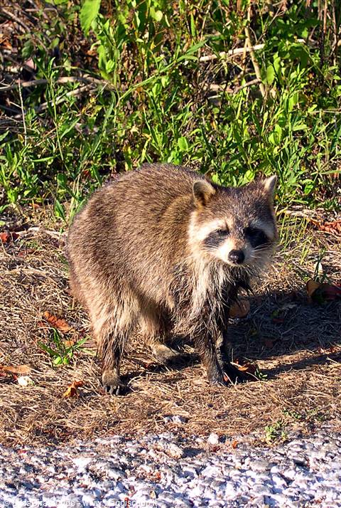 J.N. Ding Darling National Wildlife Refuge