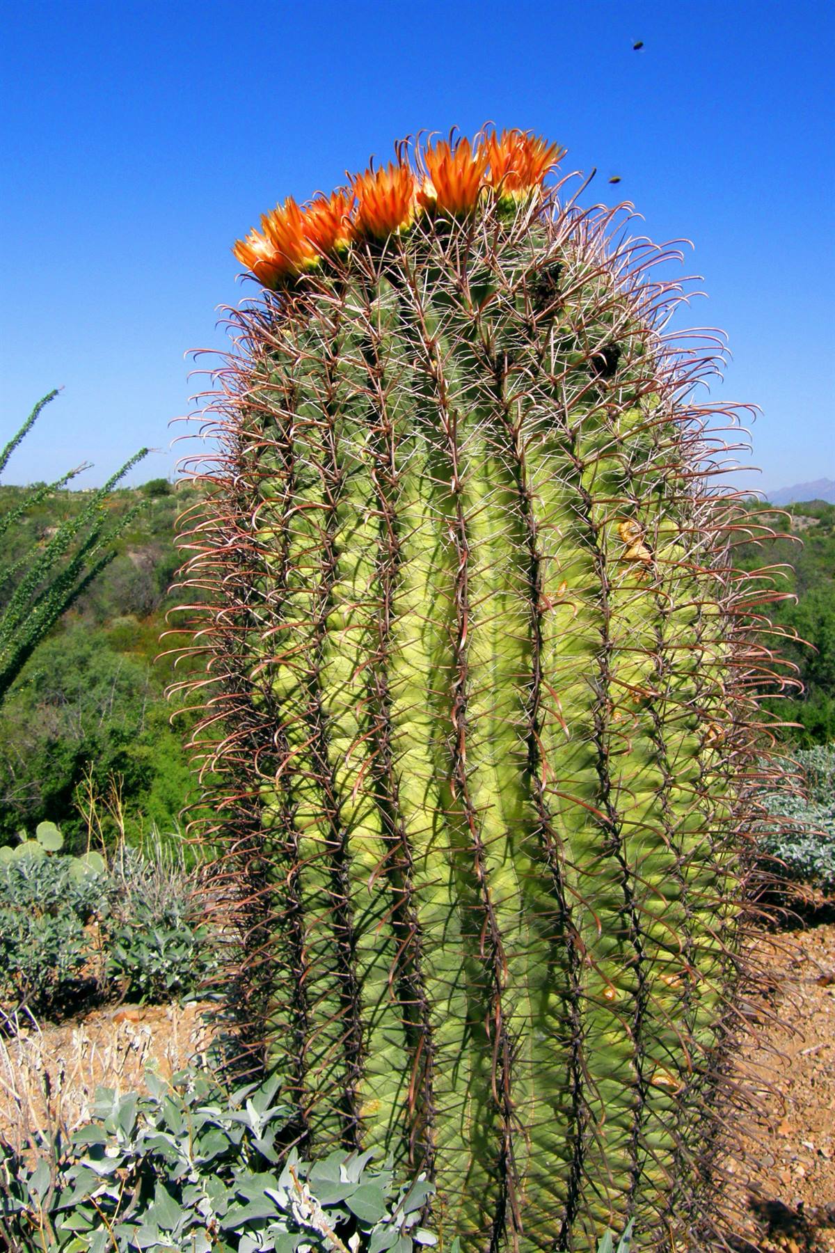 Saguaro National Park