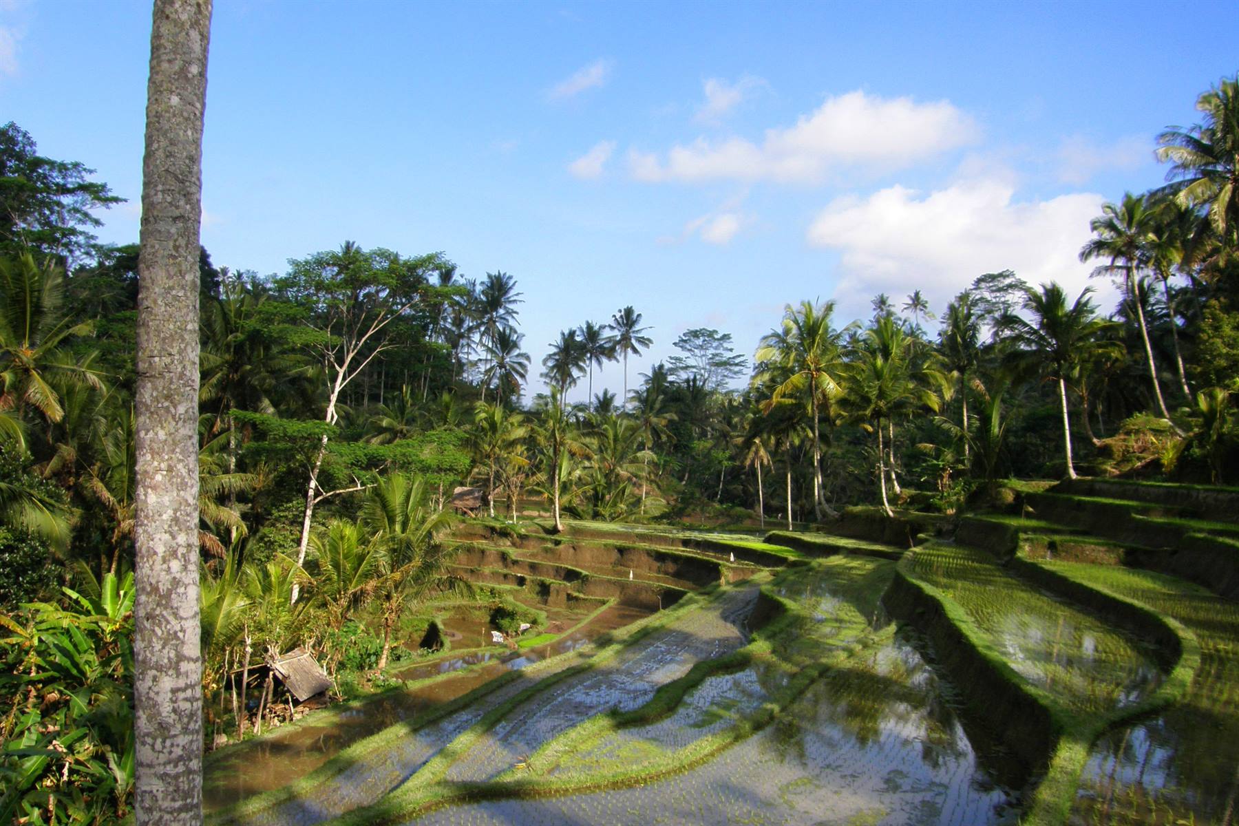 Rice fields of Tampaksiring