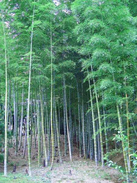 wonderful bamboo forest