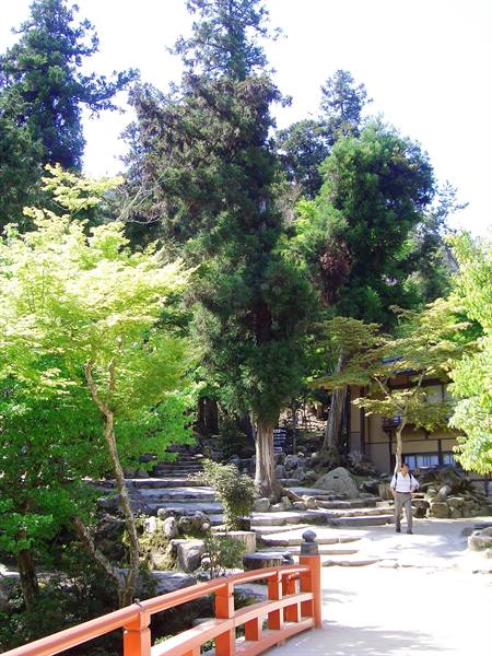 Iwaso ryokan...what vegetation!!