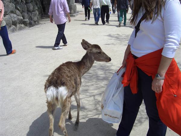 deer everywhere...