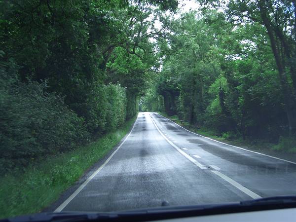 Wet asphalt road lined with green trees, seen from car dashboard