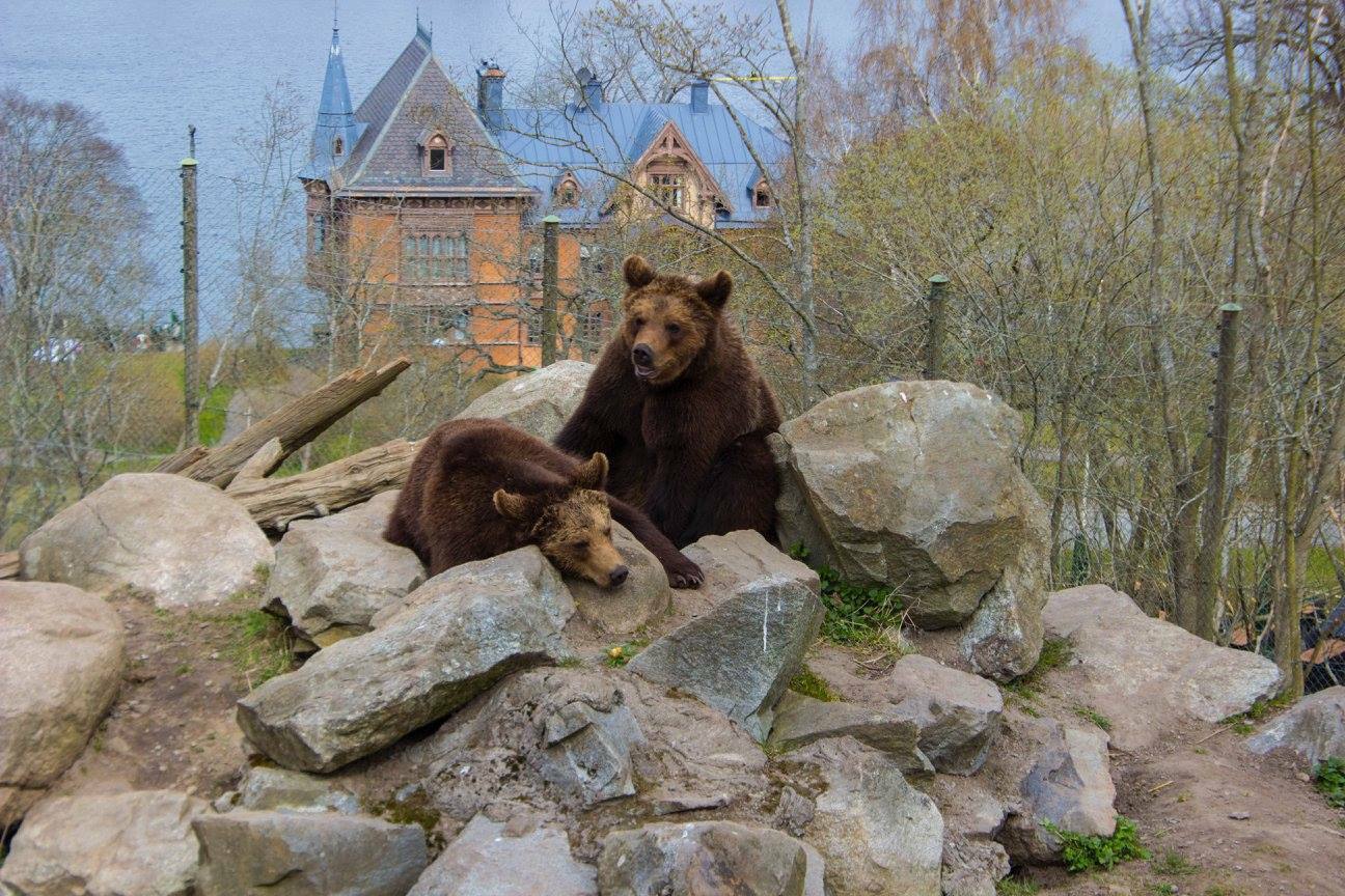 Due orsi bruni su rocce grigie, dietro un palazzo storico in mattoni tra alberi spogli