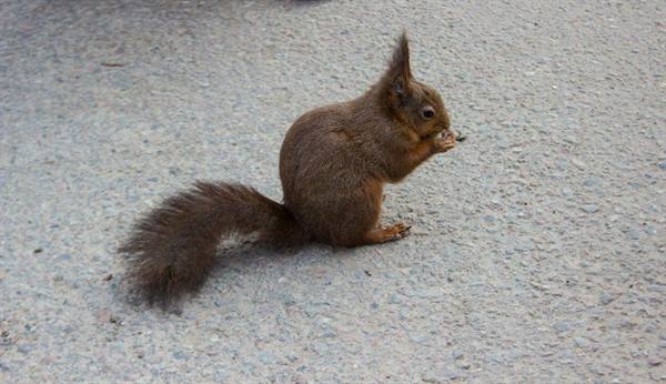 Red squirrel with bushy tail eating on grey asphalt