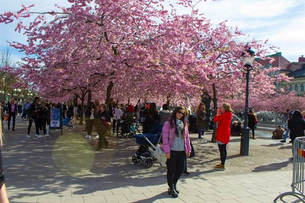 Visitors strolling under blooming pink cherry trees in Kungsträdgården, Stockholm