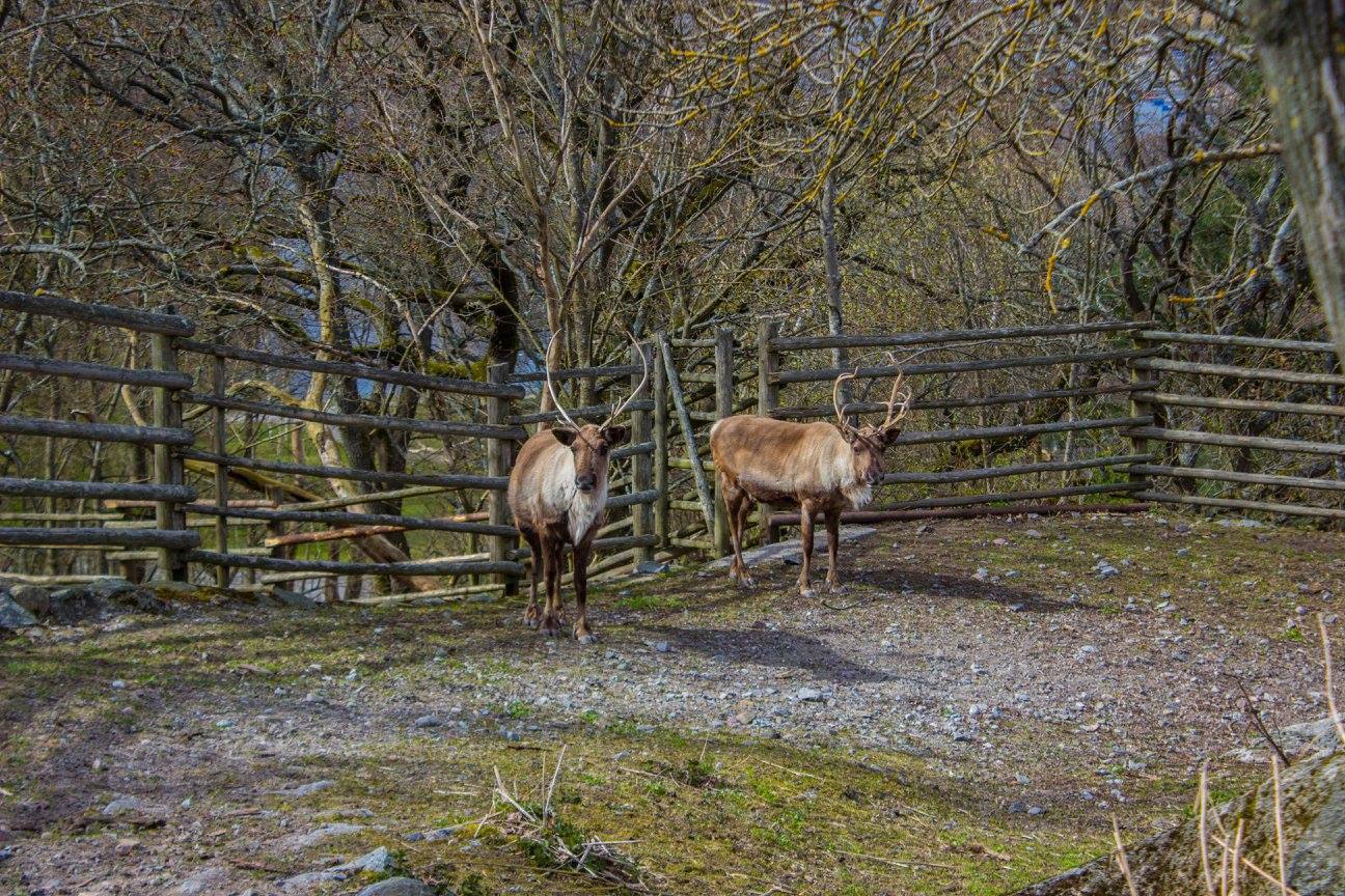 Due renne con palchi dentro un recinto di legno tra alberi spogli