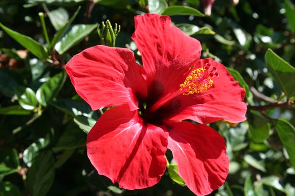 Red hibiscus flower in full sunlight, yellow stamen, green leaves behind