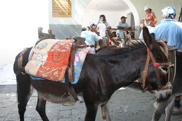 Donkey with colorful saddle among tourists and horses in an alley